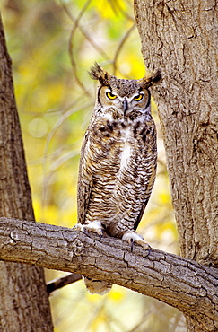 View of a brown great horned owl sitting in a cottonwood tree.