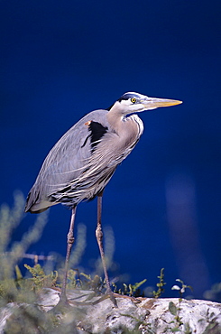 Mexico, Sea of Cortez, great blue heron walking on rock.