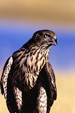 Colorado, Northern Goshawk (Accipiter gentilis), first year male.