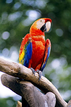 Singapore, Jurang Bird Park, Red Macaw on branch.