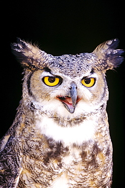 Great Horned Owl (Bubo virginianus), closeup portrait.