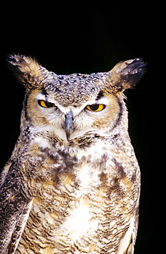 Great Horned Owl (Bubo virginianus) portrait.