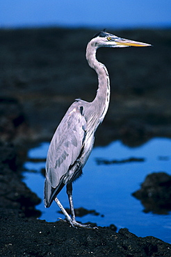 Galapagos, Great Blue Heron (ardea herodias), next to a rocky pool.