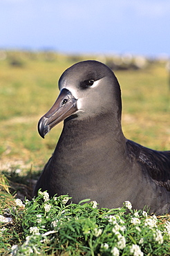 Northwest Hawaiian Islands, Midway Atoll, Sand Island, Black-footed Albratoss (Diomedea nigripes).