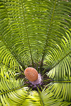 Fiji, Denarau Island, Palm related plant close-up.