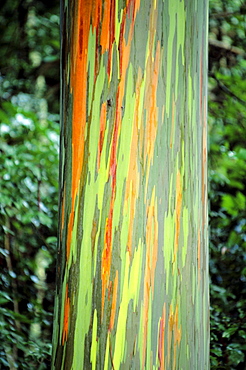 Hawaii, Maui, Hana, Rainbow eucalyptus tree trunk.