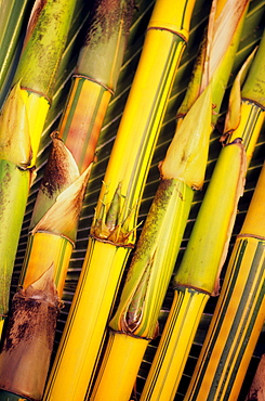 Hawaii, Maui, Closeup of bamboo stalks.