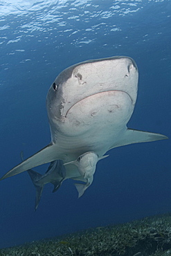 Caribbean, Bahamas, Little Bahama Bank, 14 foot tiger shark [Galeocerdo cuvier], with remora.