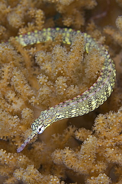 Indonesia, Banda Sea, Pipefish swims through soft coral.