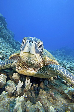 Hawaii, Close-up of Green Sea Turtle (Chelonia mydas) on reef.