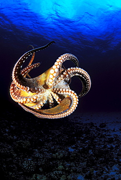 Hawaii, Day Octopus (Octopus cyanea), View of curling legs from underside, clear blue ocean water.