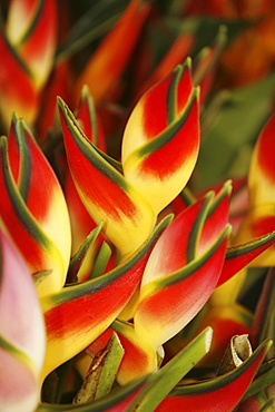 Hawaii, Big Island, Hilo, close-up of bunch of Heliconia.