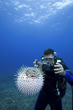 Hawaii, Diver photographing a spotted porcupinefish (diodon hystrix), puffed up with spines sticking out.