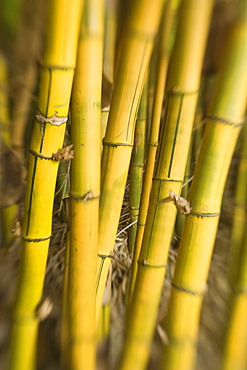 Close-up of bamboo stalks.