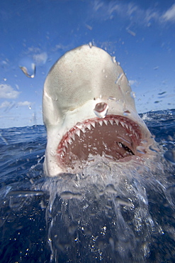 Hawaii, galapagos shark (Carcharhinus galapagensis) baring teeth at surface.