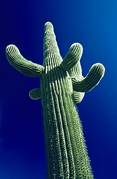 California, Saguaro cactus (carnegiea gigantea) plant against blue sky, View from below.