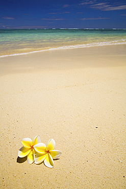 Hawaii, Oahu, Lanikai Beach, two plumerias resting on the sand of a gorgeous tropical beach.