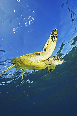 Hawaii, Green Sea Turtle (Chelonia mydas) swimming near surface.