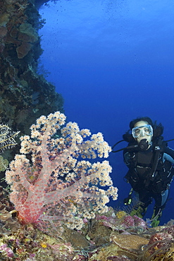 Indonesia, Alcyonarian coral dominate this reef scene with a diver.