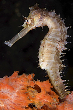 Indonesia, Bali, Tuumben, Thorny sea horse in sponge