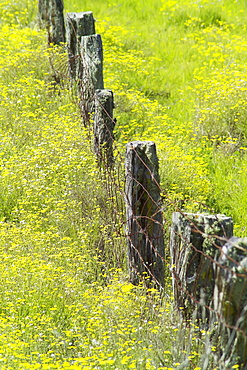 Hawaii, Big Island, Kohala Mountains, Parker Ranch, field of yellow wildflowers with a fence running through it.