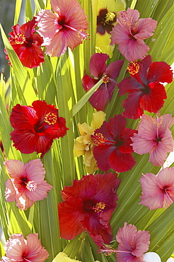 French Polyesia, Tahiti, Huahine, red and pink hibiscus poking through green leafs