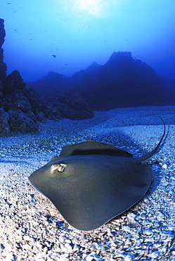 California, Baja, Socorro, Unidentified species of stingray on ocean floor, sunburst above.