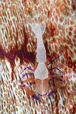 Malaysia, Mabul Island, Imperial shrimp (periclemenes imperator) on a sea cucumber.