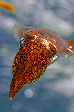 Hawaii, Oval Squid (Sepioteuthis lessoniana), closeup of head area.