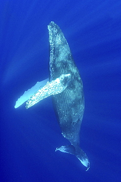 Hawaii, Humpback whale (megaptera novaeangliae) swimming in deep blue ocean.