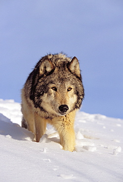 Alaska, Gray wolf stalking prey in deep winter snow.