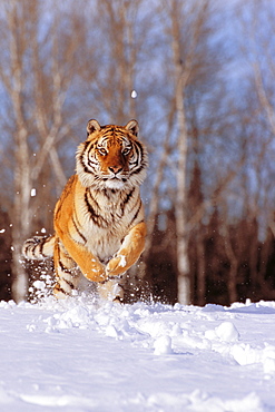 Alaska, Siberian Tiger (Panthera tigris altaica) charging through winter snow.