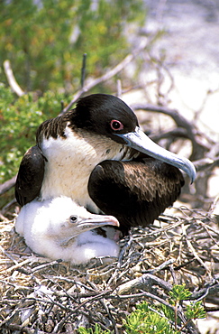 Kiribati, Kiritimati (Christmas Island), Close-up of juvenile frigate with mother in nest.