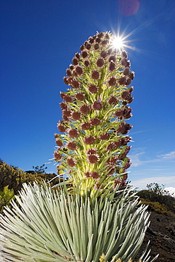 Hawaii, Maui, Haleakala, Silversword (Argyroxiphium sandwicense) Blue sky in background