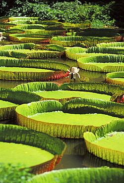 California, Giant lily pads in pond,