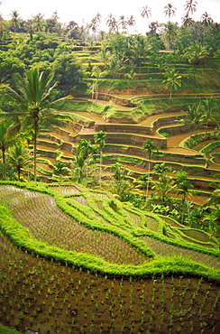 Indonesia, Bali, Indonesia, Rice terraces on hillside, distant view, palm trees.