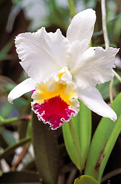 Close-up of single white cattalaya orchid on plant, deep purple and yellow center