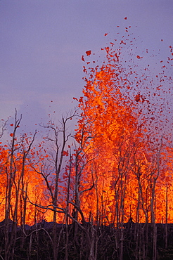 Hawaii, Big Island, Hawaii Volcanoes National Park, Pu'u O vent rift eruption, burned trees