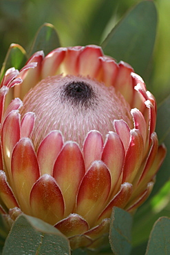 Hawaii, Maui, Kula, Susara Proteas at the Kula Vista Protea Farm.