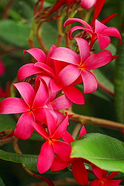 Hawaii, Maui, Pink plumerias.