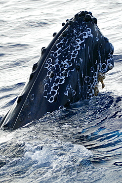 Hawaii, Humpback Whale (Megaptera novaeangliae) breaching, megaptera novaeangliae [For use up to 13x20 only]