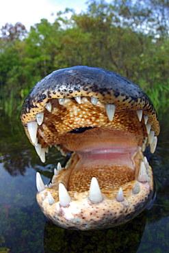 Florida, Big Cypress National Park, American Alligator [For use up to 13x20 only]