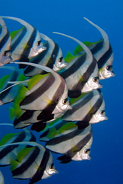 Kiribati, Kiritimati (Christmas Island), Pennant Butterflyfish, school, Heniochus diphreutes [For use up to 13x20 only]