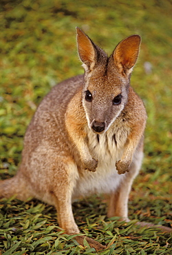 Australia, Wallabee (genus halmaturus), crouched on grass looking into camera.