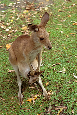 Australia, Mother and joey, Easter Great Kangaroo (Macropus giganteus).