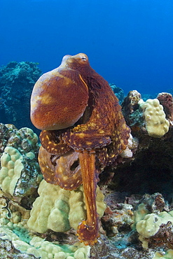 Hawaii, Octopus cyanea diguising itself as a part of the coral reef.