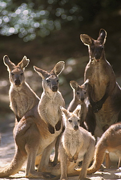 Australia, full view of five kangaroos in the afternoon.