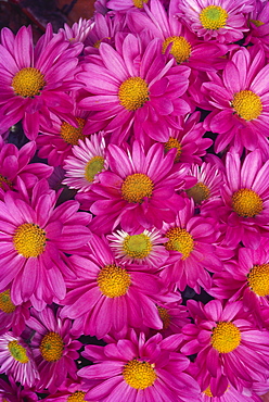 Close-up of a cluster of pink painted daisies [chrysanthemum coccineum]