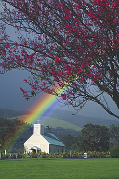 Hawaii, Big Island, Imiola Church, Cherry blossom tree, bright rainbow.