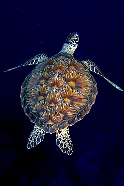 Micronesia, Palau, Green sea turtle (Chelonia mydas) detail of shell contrasts in dark blue water